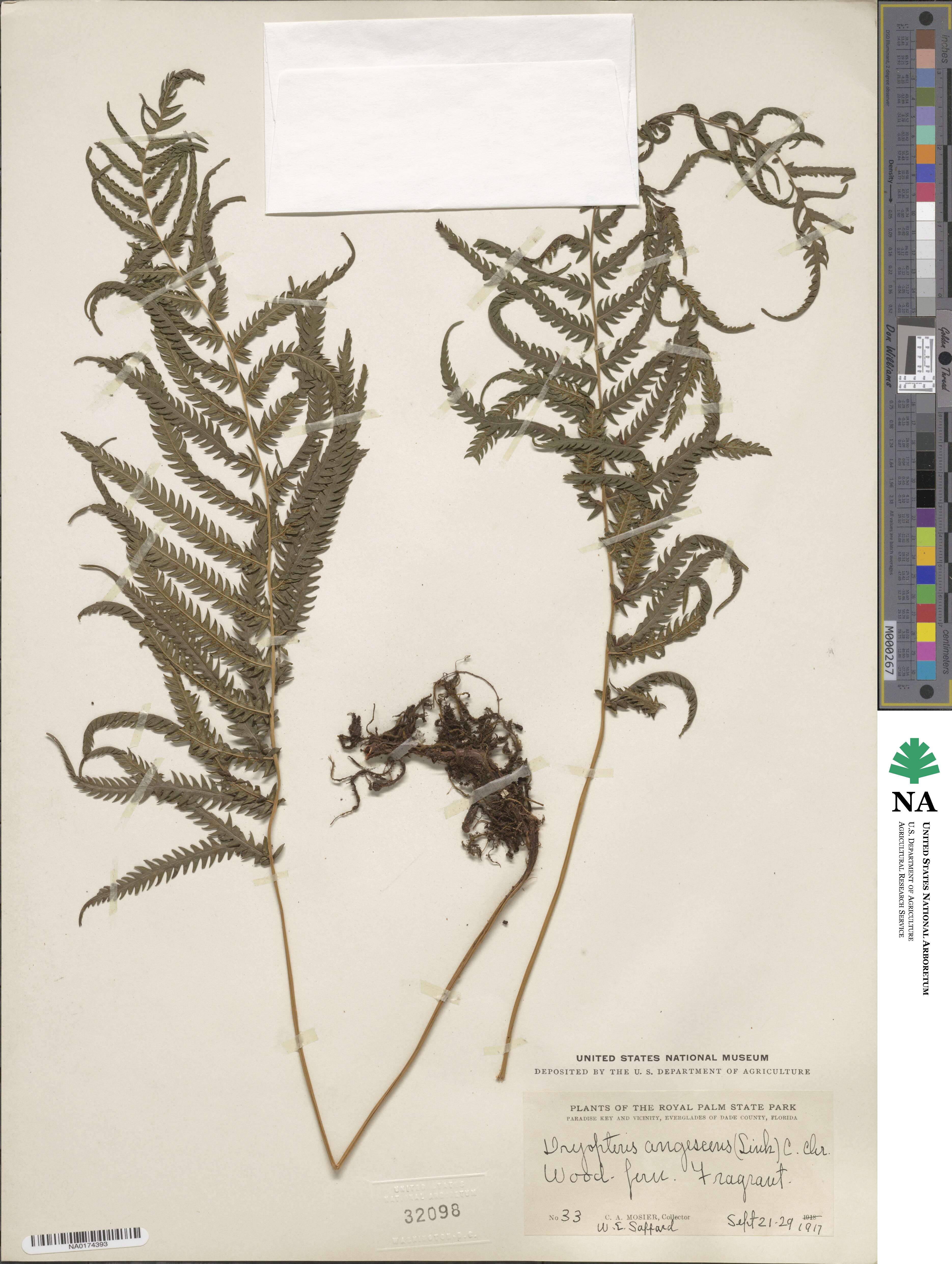 Pelazoneuron augescens image