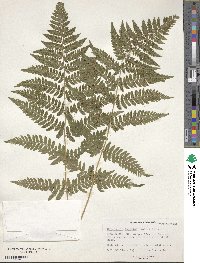 Dryopteris dilatata image