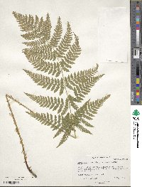 Dryopteris dilatata subsp. dilatata image