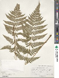 Dryopteris dilatata image