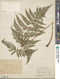 Dryopteris dilatata subsp. dilatata image