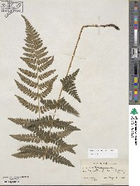 Dryopteris ×boottii image