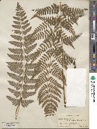 Dryopteris ×boottii image