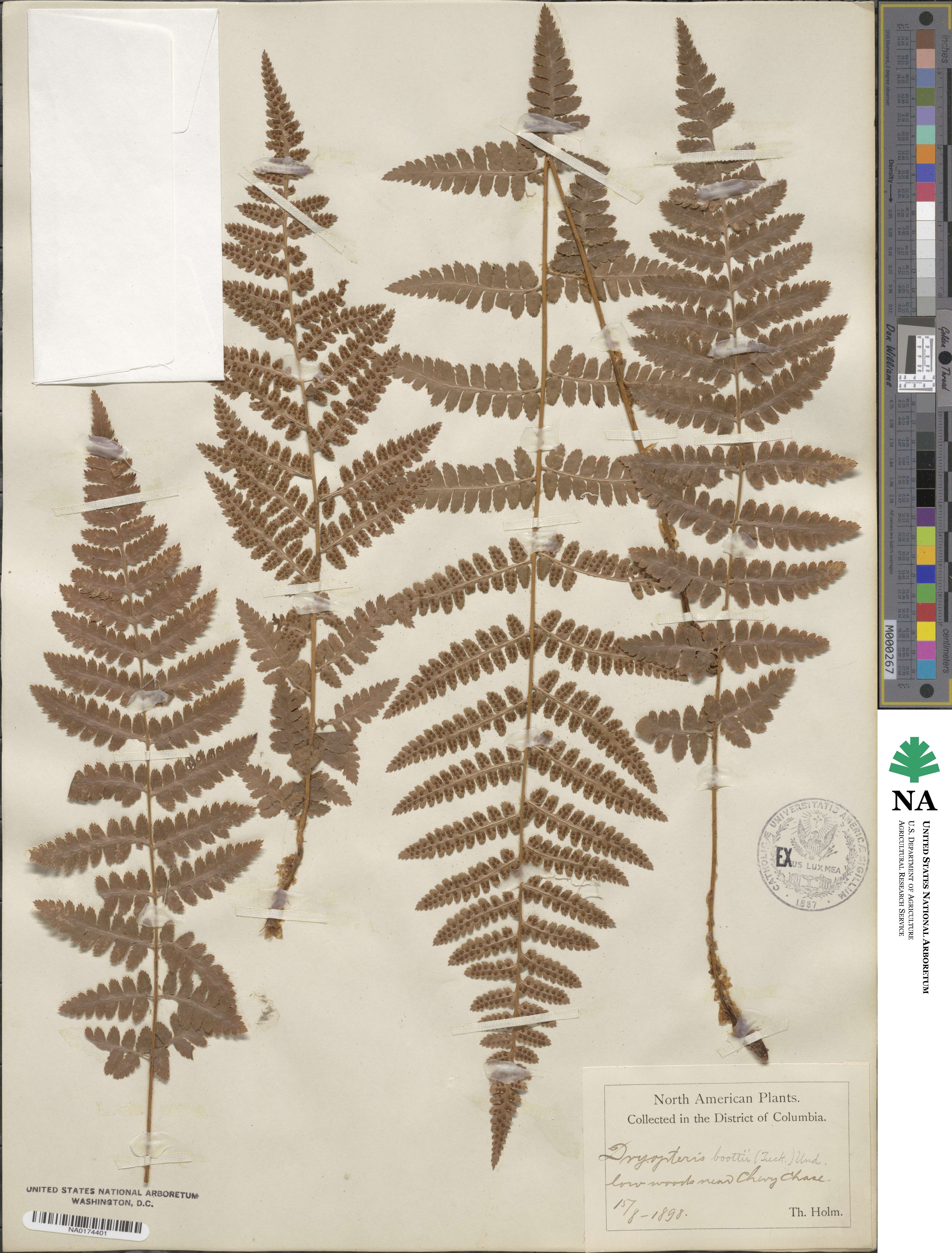 Dryopteris ×boottii image