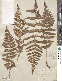 Dryopteris ×boottii image