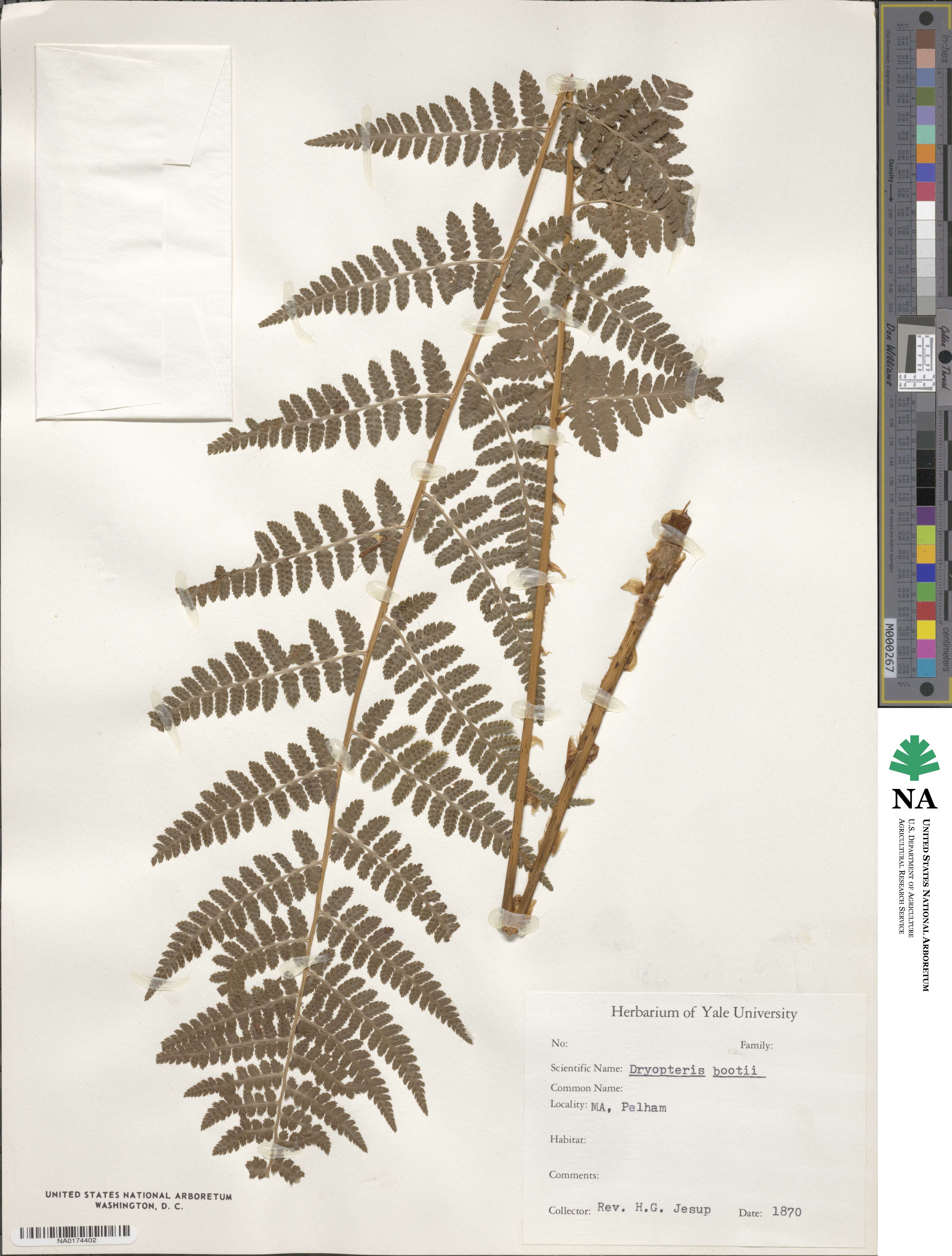 Dryopteris ×boottii image