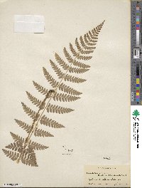 Dryopteris ×boottii image