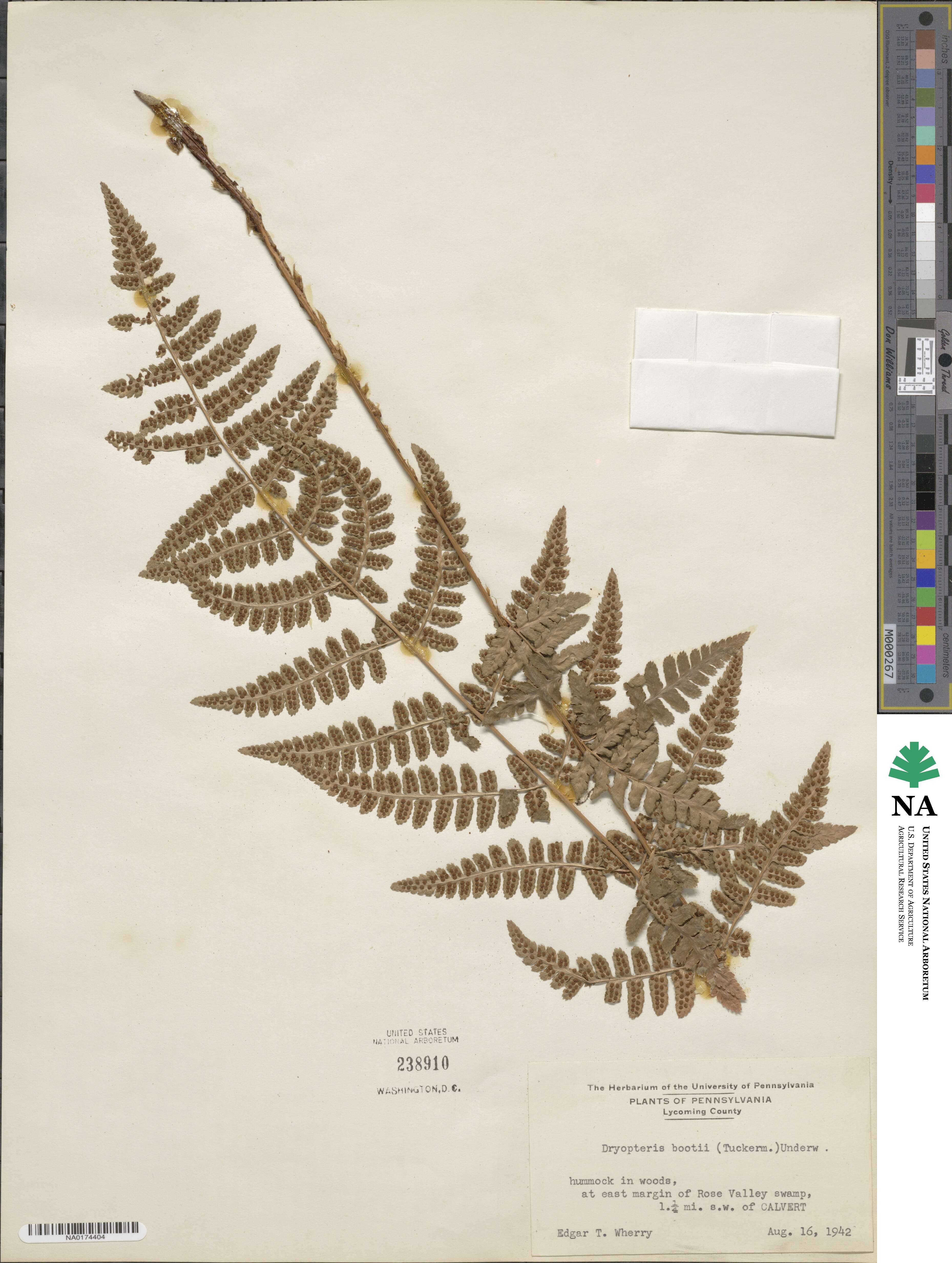 Dryopteris ×boottii image