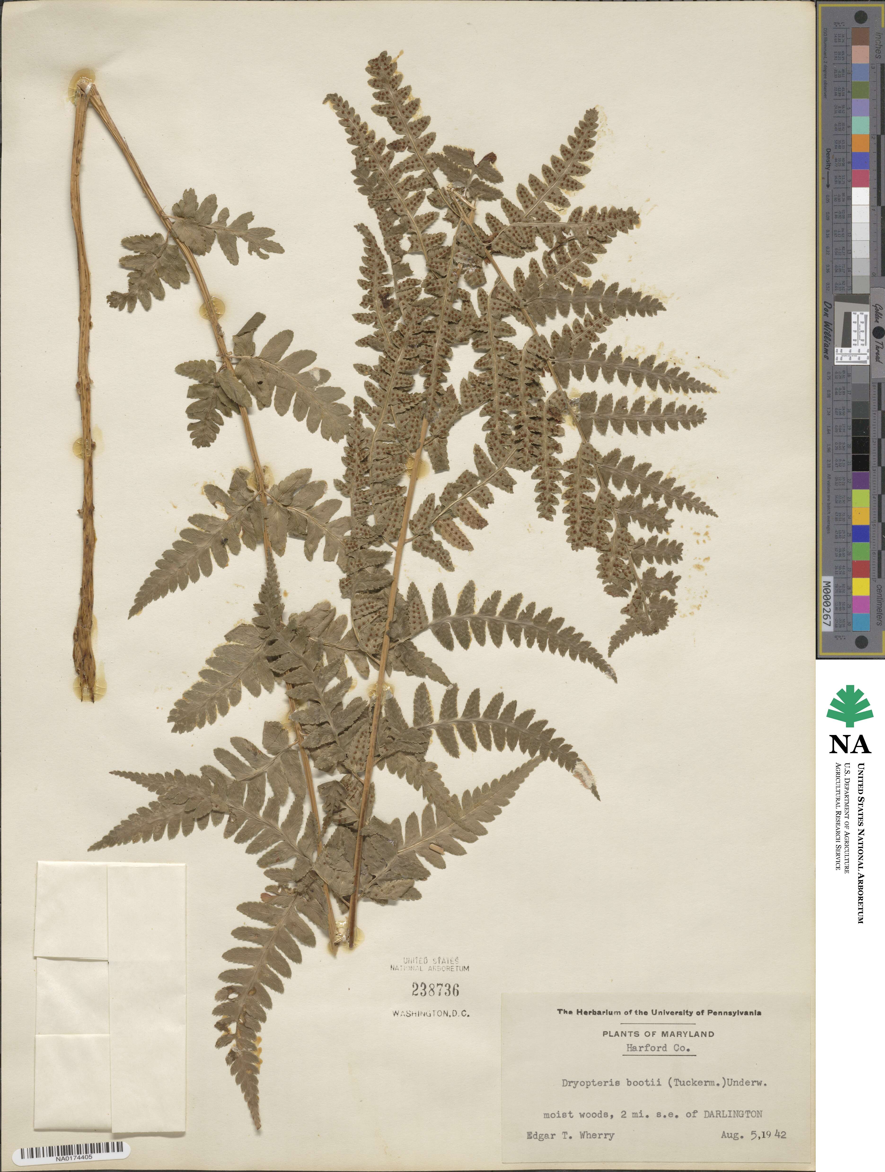 Dryopteris ×boottii image