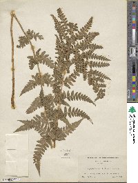 Dryopteris ×boottii image