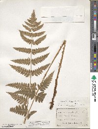 Dryopteris ×boottii image