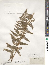 Dryopteris ×boottii image