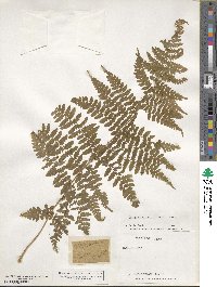 Dryopteris ×boottii image