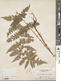 Dryopteris ×boottii image