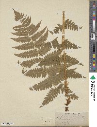 Dryopteris ×boottii image