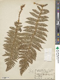 Polystichum braunii image