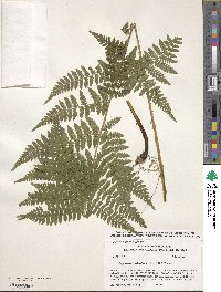 Dryopteris carthusiana image