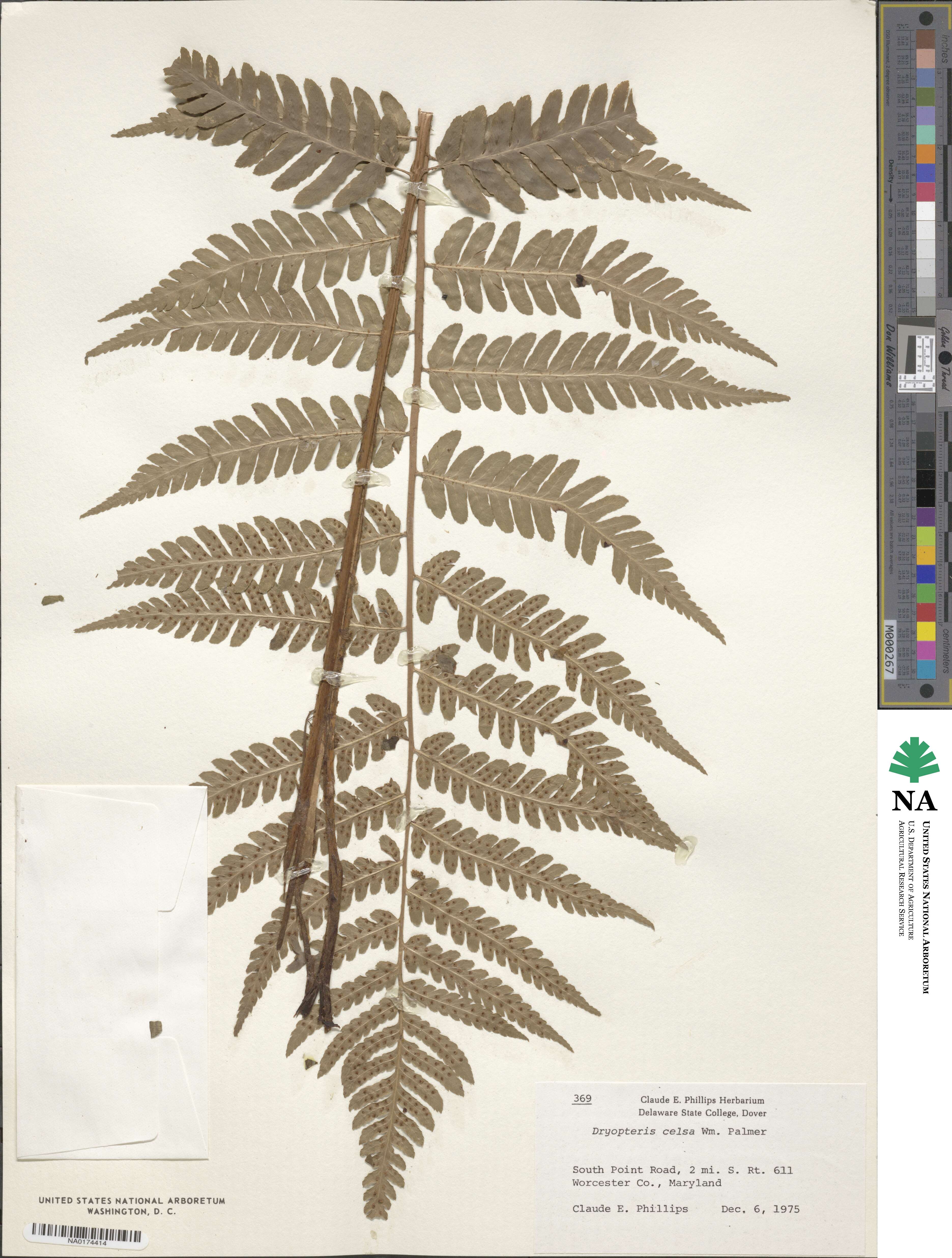 Dryopteris celsa image