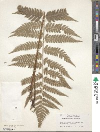 Dryopteris celsa image