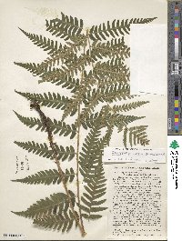 Dryopteris celsa image