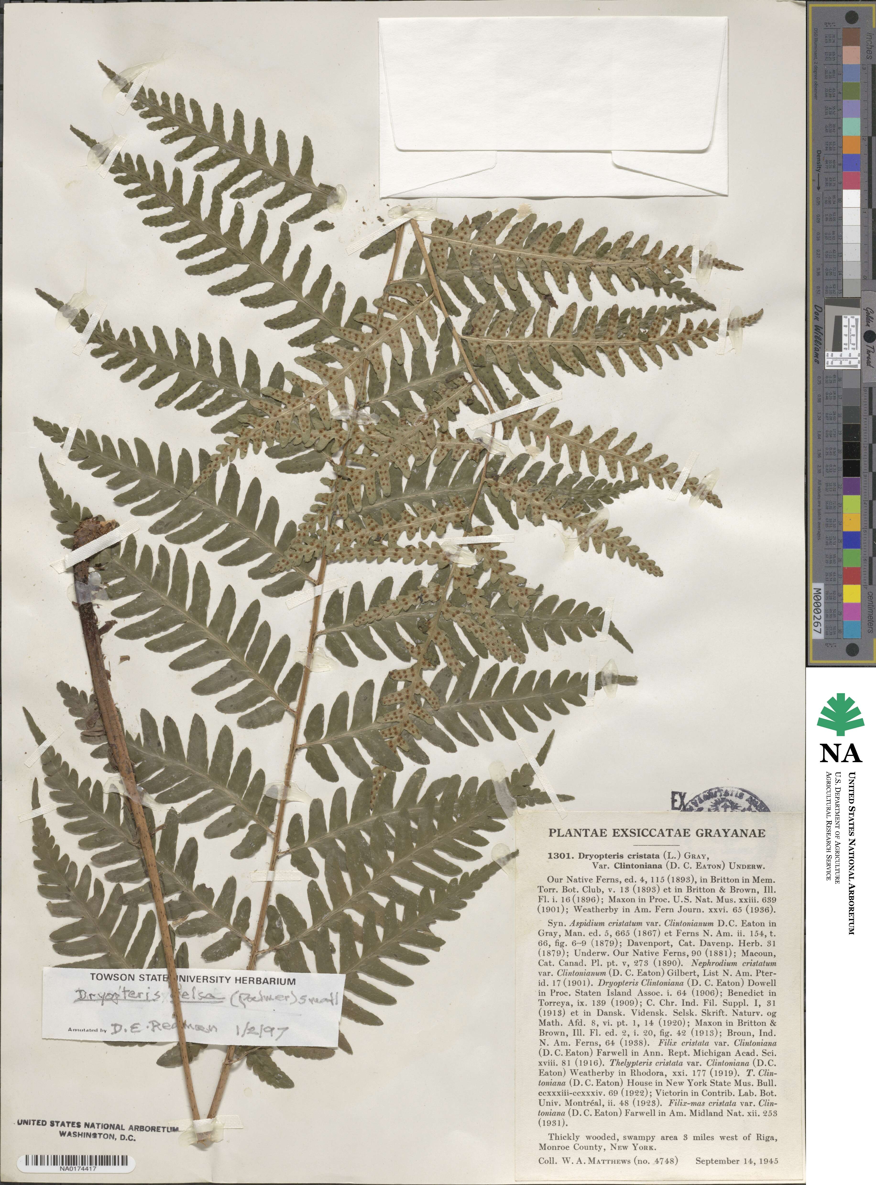 Dryopteris celsa image