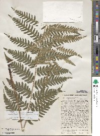 Dryopteris celsa image