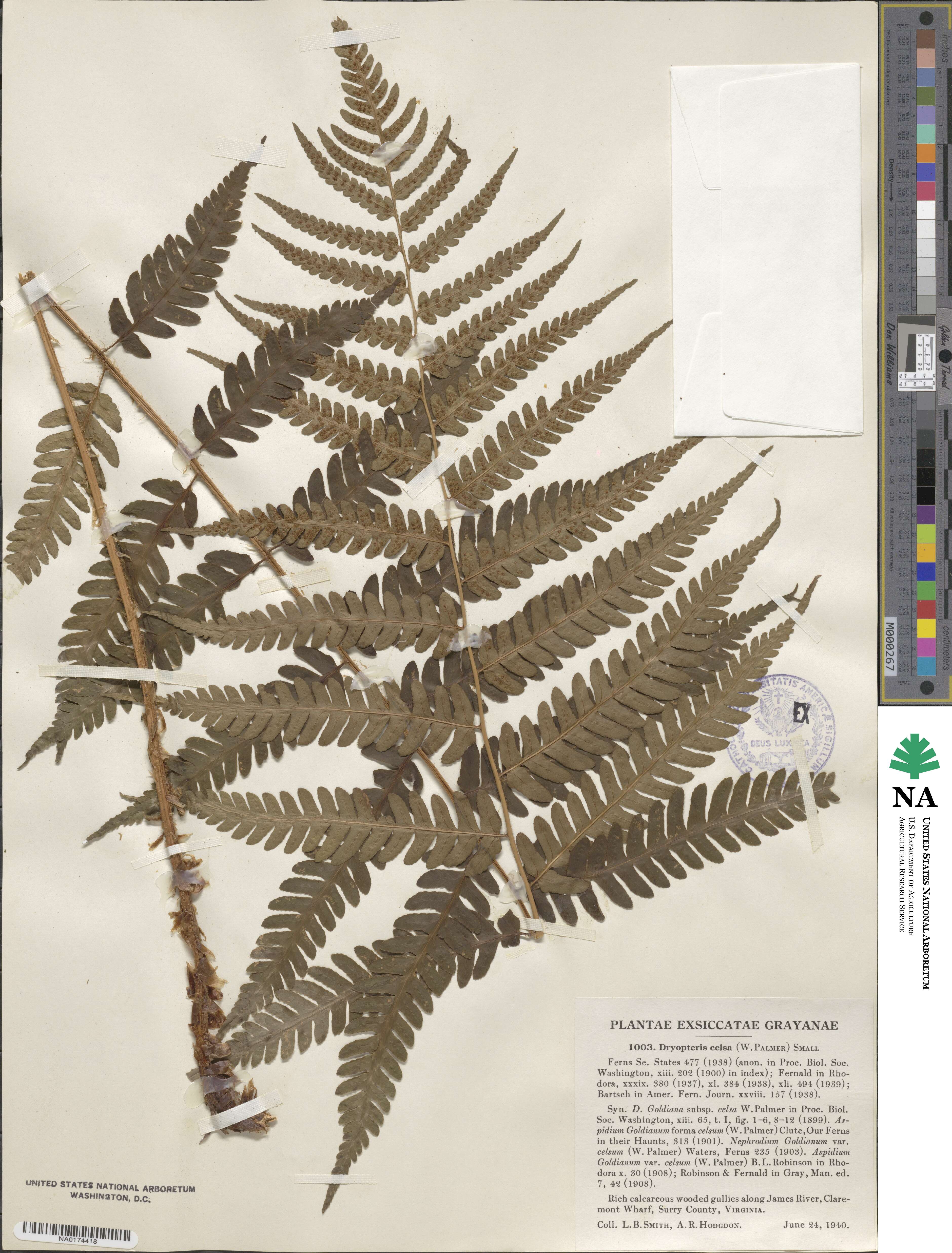 Dryopteris celsa image