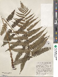 Dryopteris celsa image