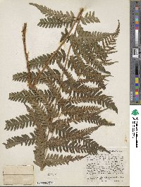 Dryopteris celsa image