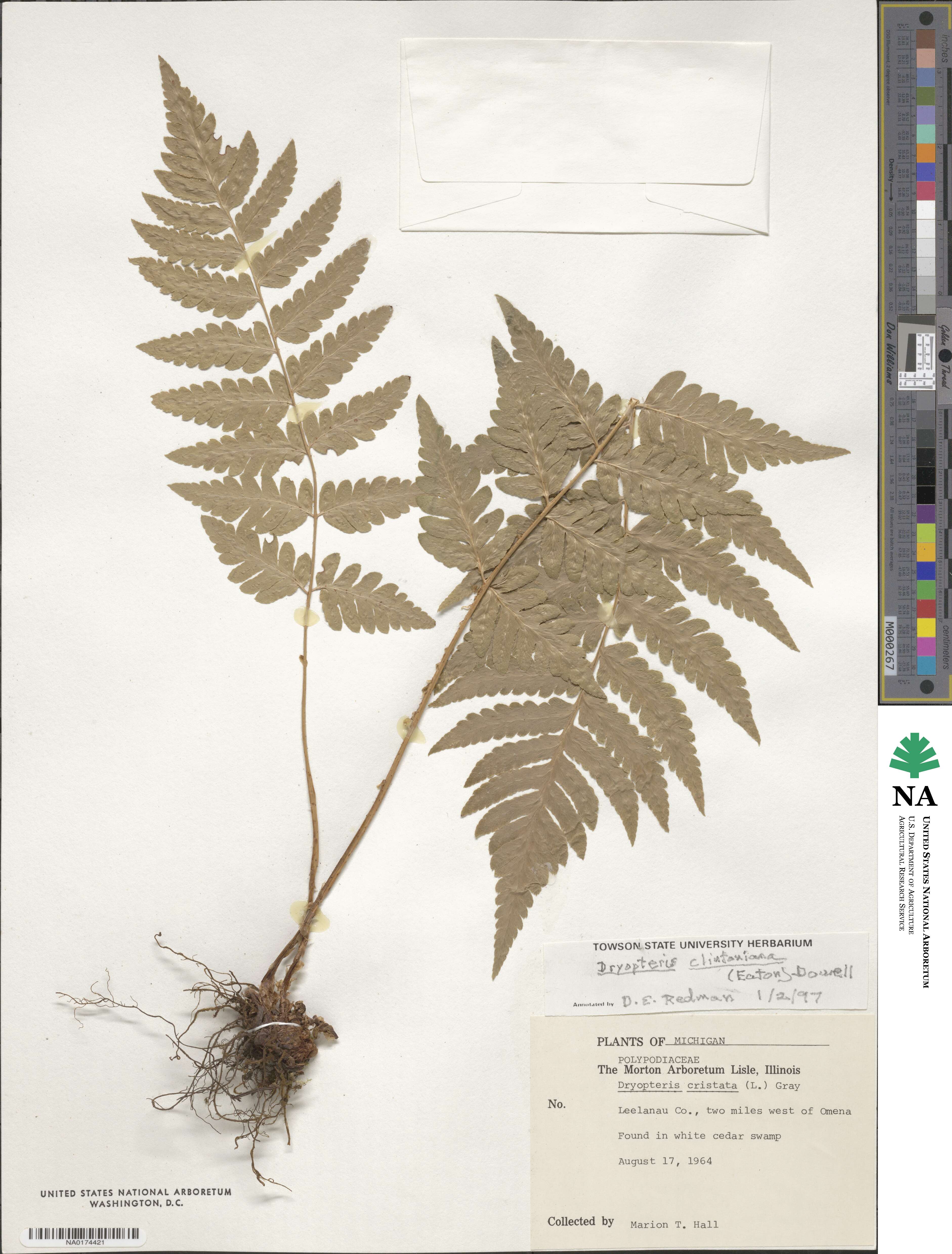 Dryopteris clintoniana image