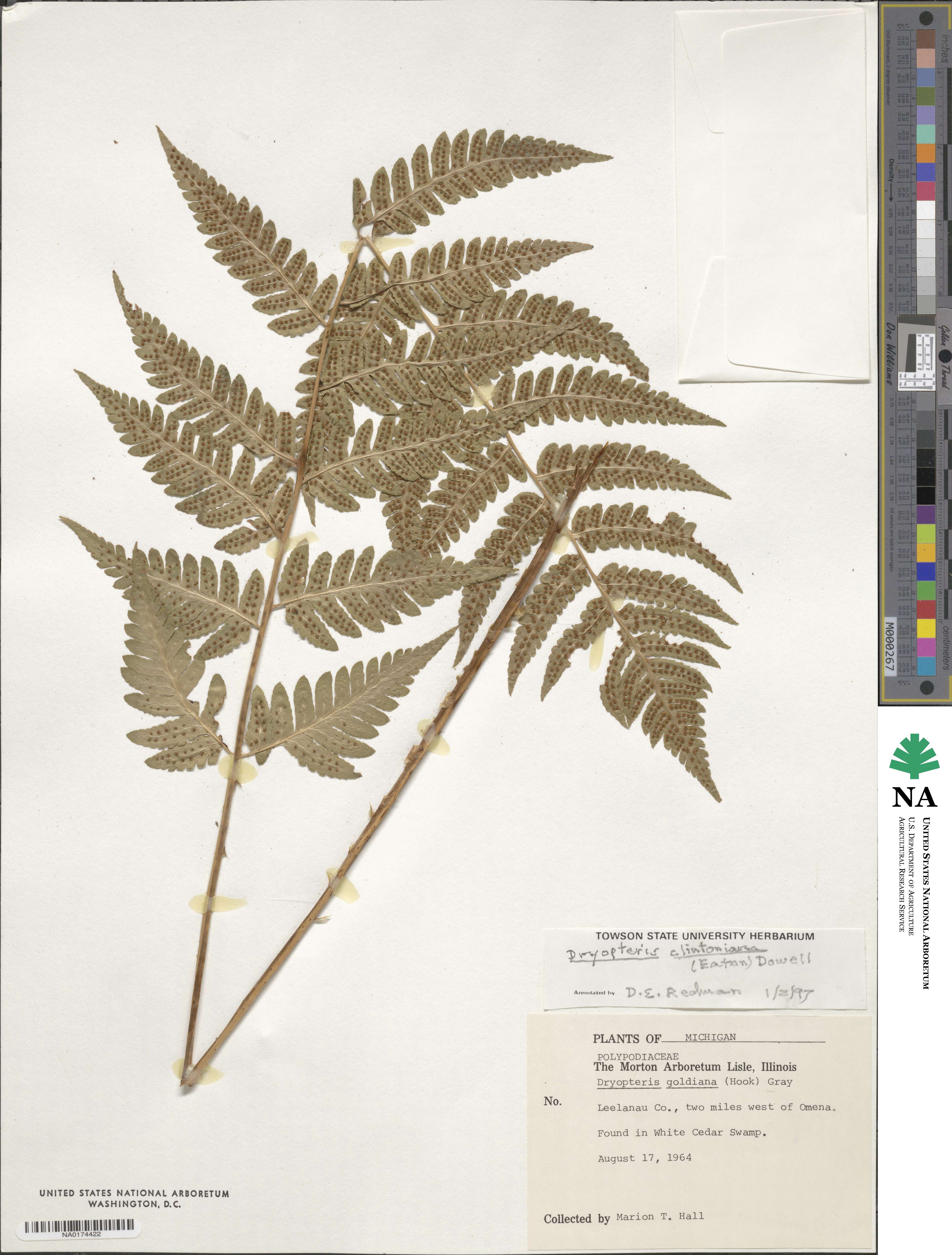 Dryopteris clintoniana image