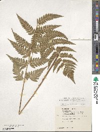 Dryopteris clintoniana image