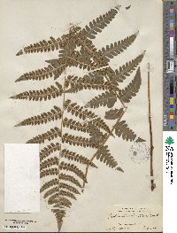 Dryopteris clintoniana image