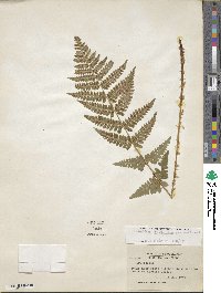 Dryopteris clintoniana image