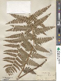 Dryopteris clintoniana image