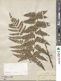 Dryopteris clintoniana image