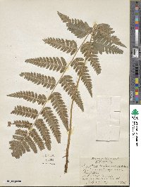 Dryopteris clintoniana image