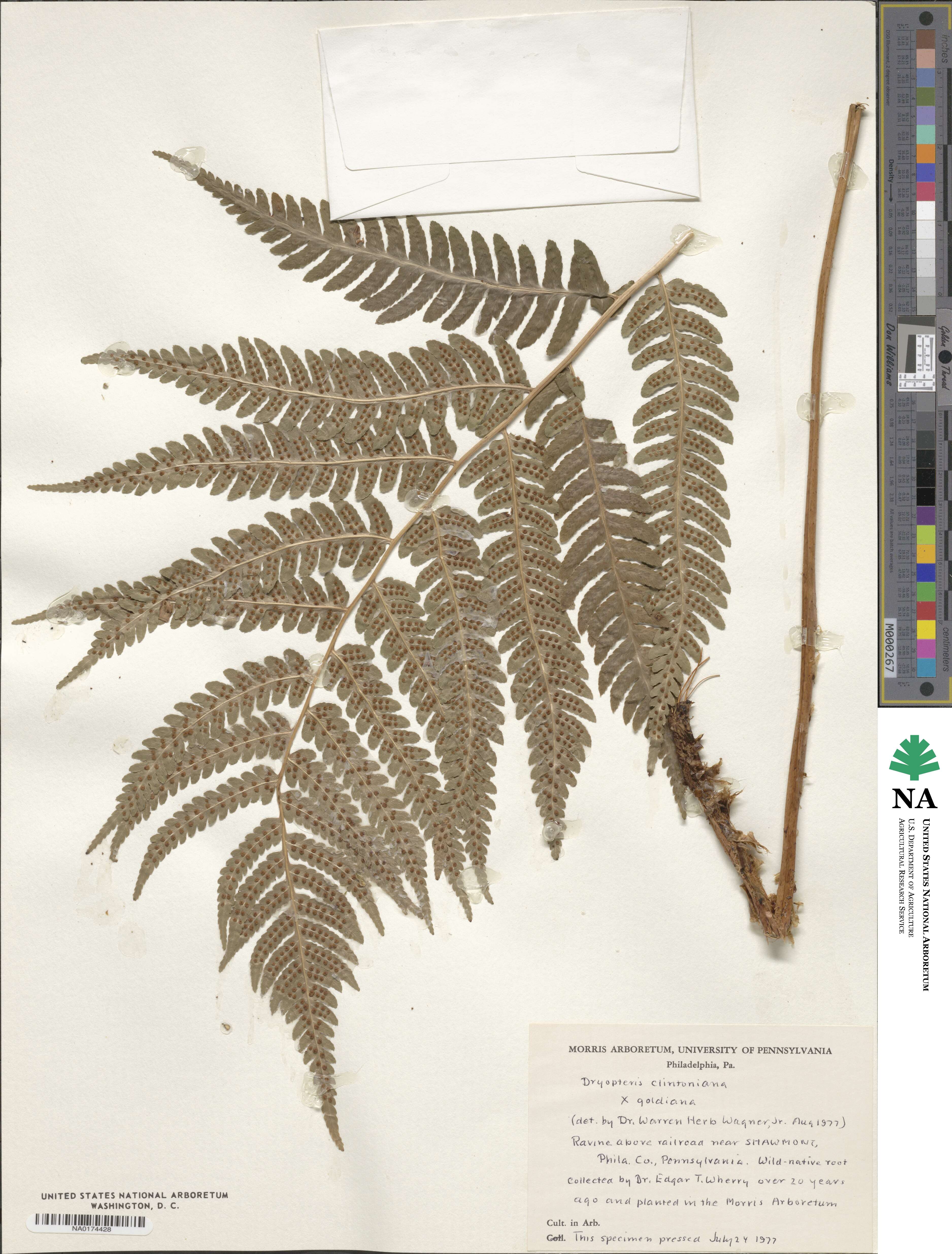 Dryopteris ×mickelii image