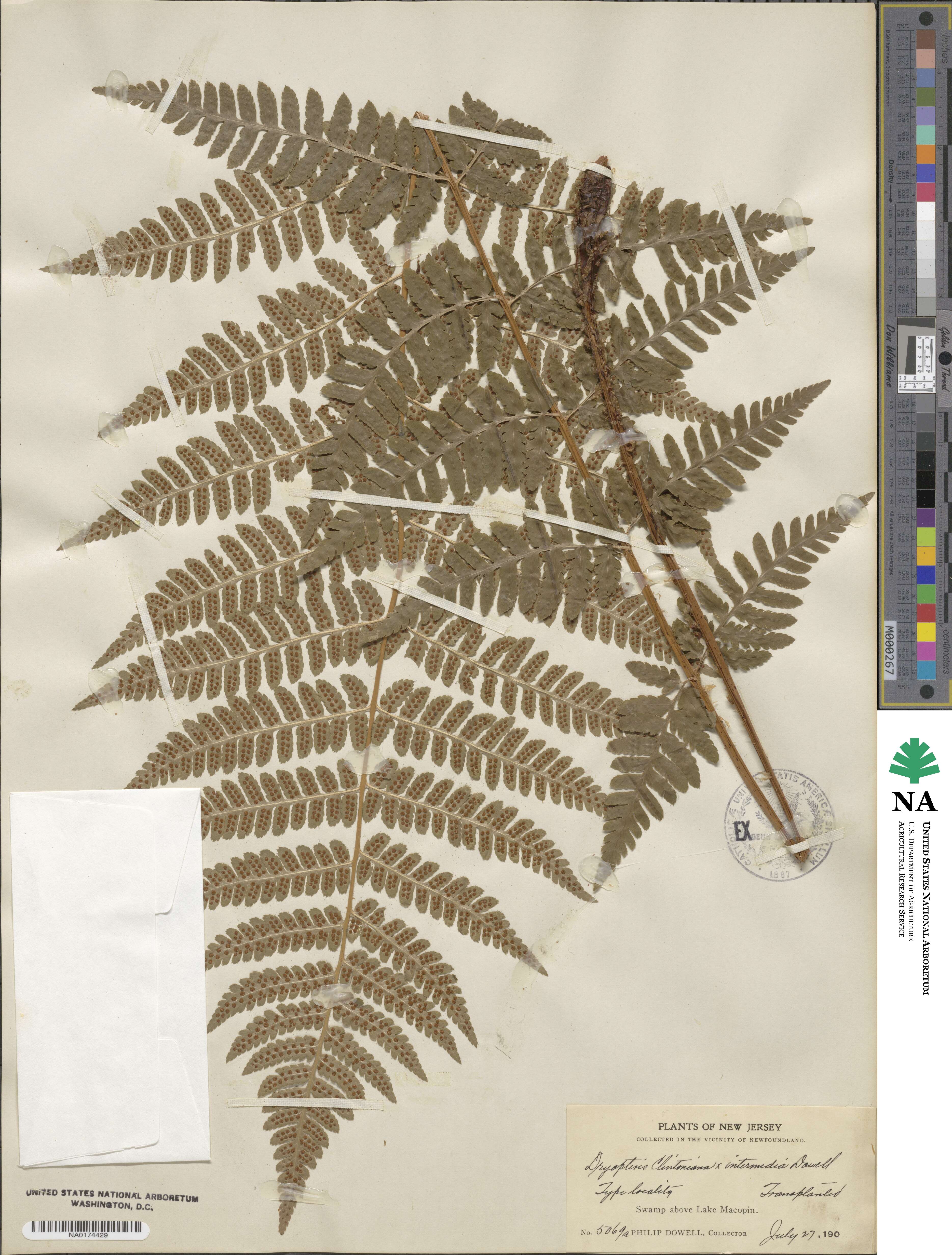 Dryopteris ×dowellii image