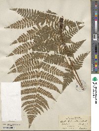 Dryopteris ×dowellii image