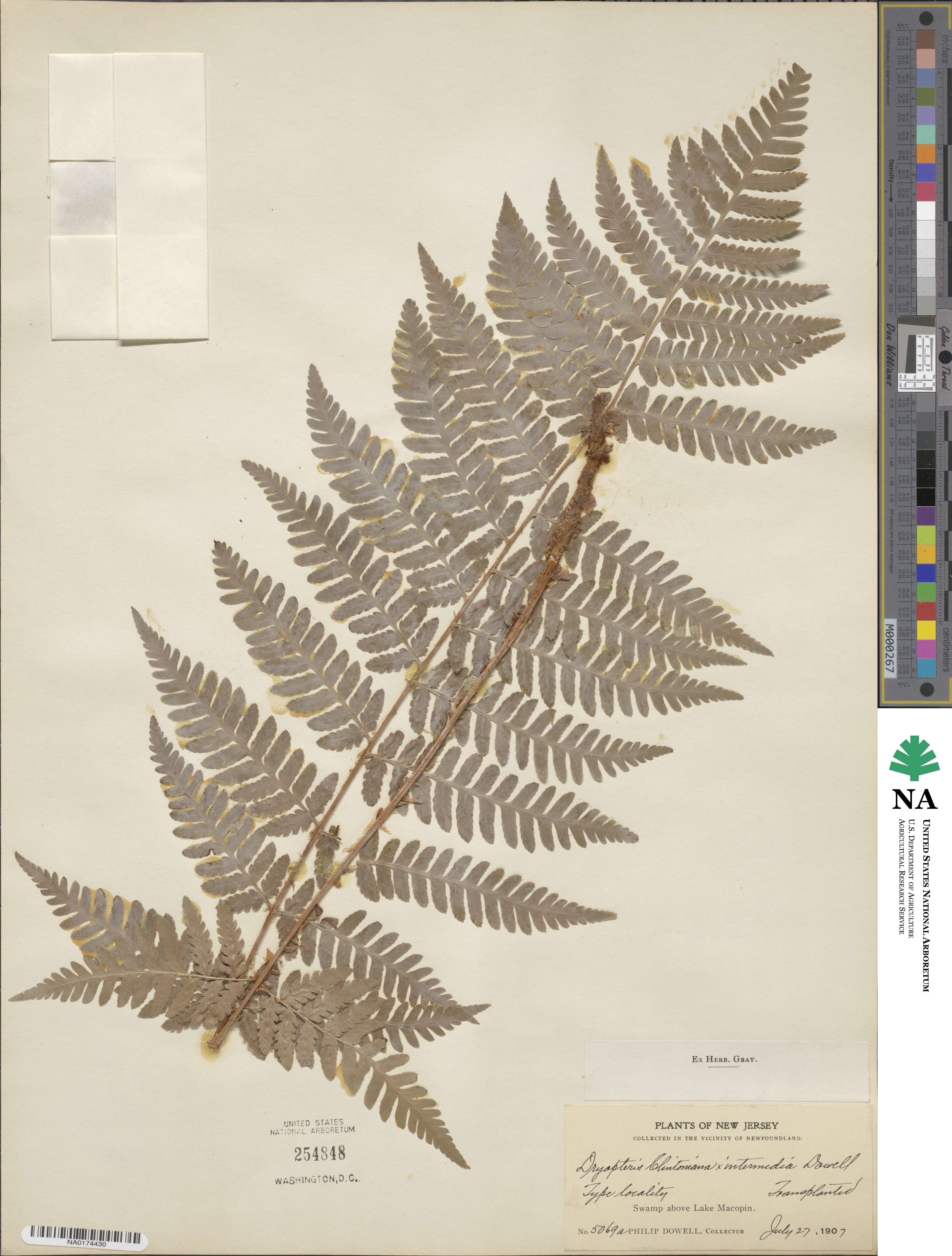 Dryopteris ×dowellii image