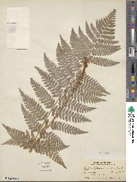 Dryopteris ×dowellii image