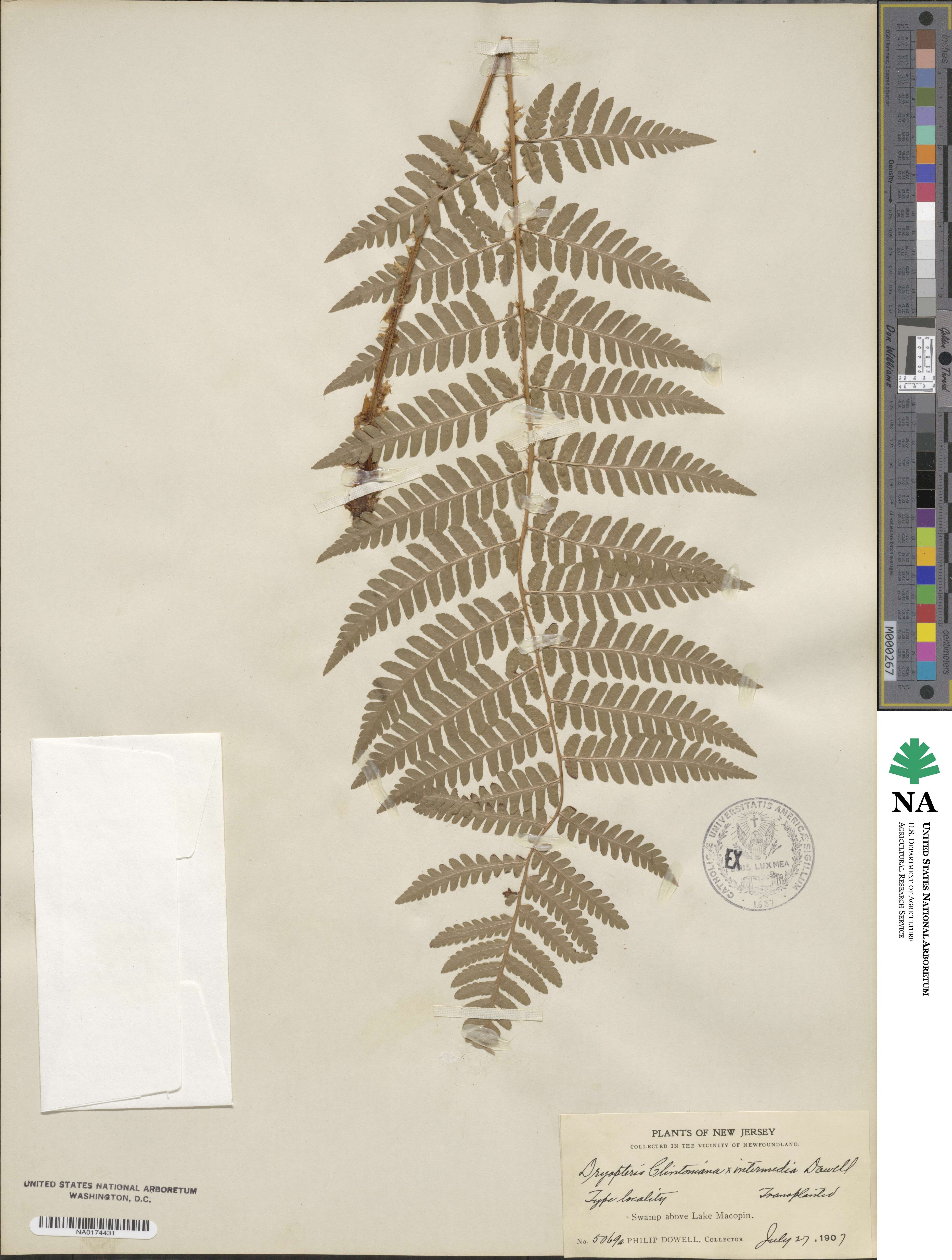 Dryopteris ×dowellii image