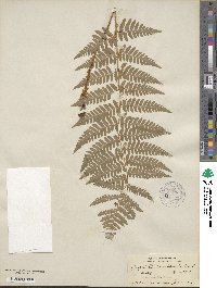 Dryopteris ×dowellii image