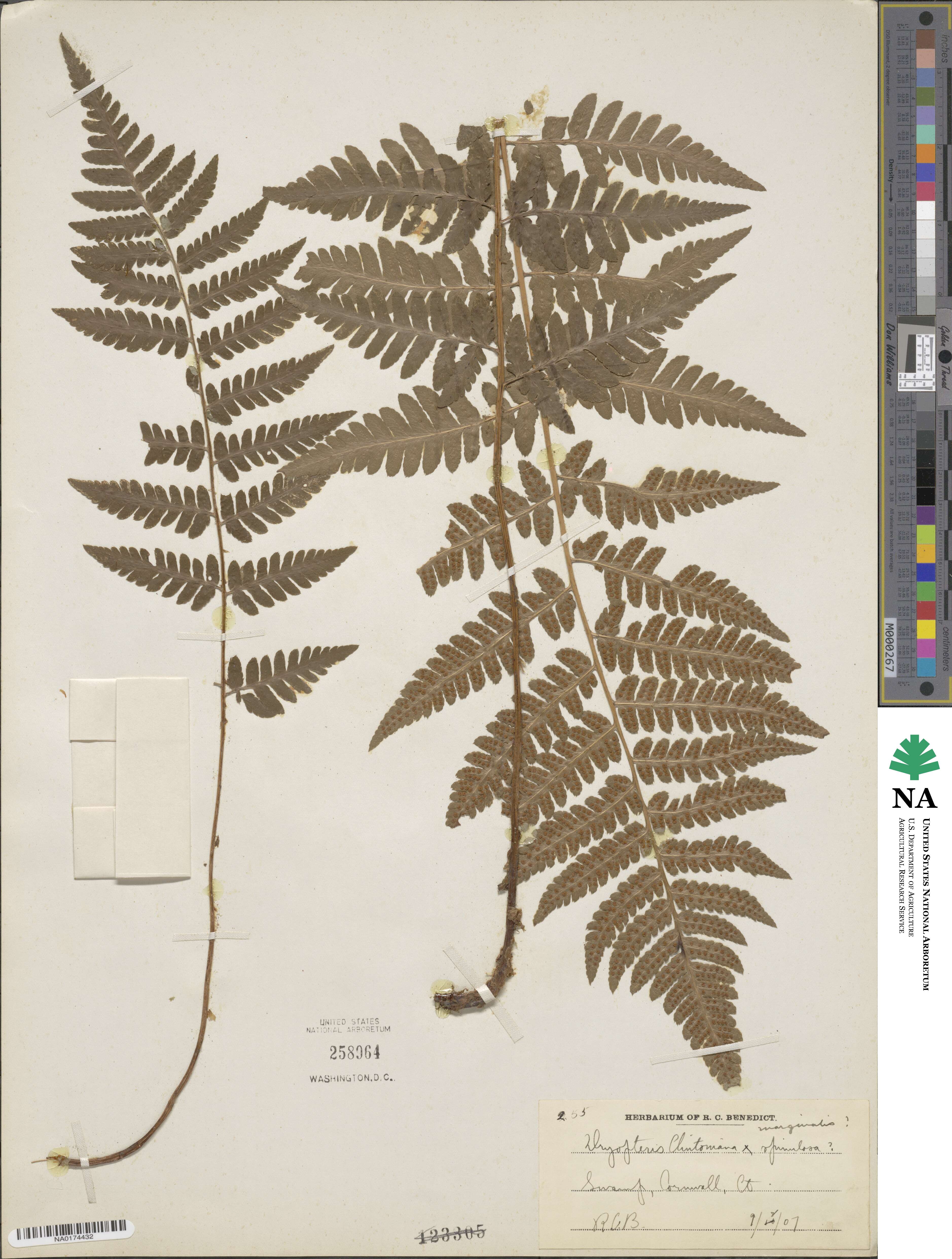 Dryopteris ×burgessii image