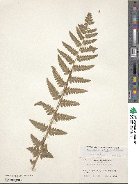 Dryopteris cristata image