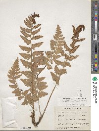 Dryopteris cristata image