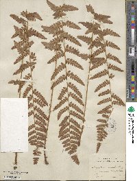 Dryopteris cristata image