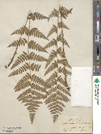 Dryopteris cristata image