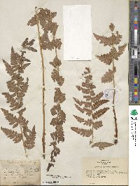 Dryopteris cristata image